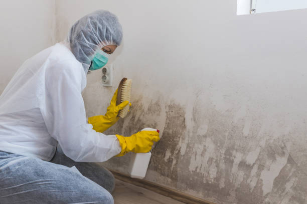 Mold Documentation for Insurance Claims in Hannibal, MO